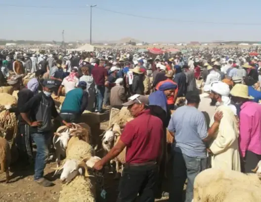 “عدم احترام” دفتر تحملات سوق الأضاحي بمراكش يرفع أسعارها ويسائل أدوار مجلس المنصوري الرقابية