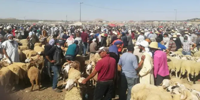 “عدم احترام” دفتر تحملات سوق الأضاحي بمراكش يرفع أسعارها ويسائل أدوار مجلس المنصوري الرقابية