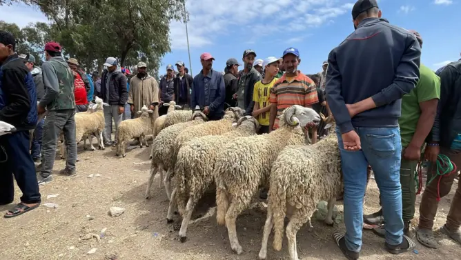 رفضوا دعم الاستيراد.. حماة المستهلك يطالبون بإلغاء الأضحى لحماية القطيع الوطني