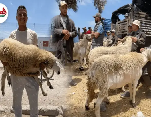 الشناقة يلهبون الأسواق