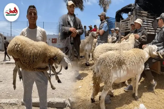 الشناقة يلهبون الأسواق