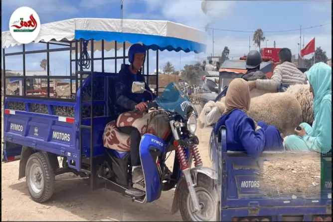 أزمور.. عيد الأضحى ينعش مهنة النقل عبر “التربورتور”