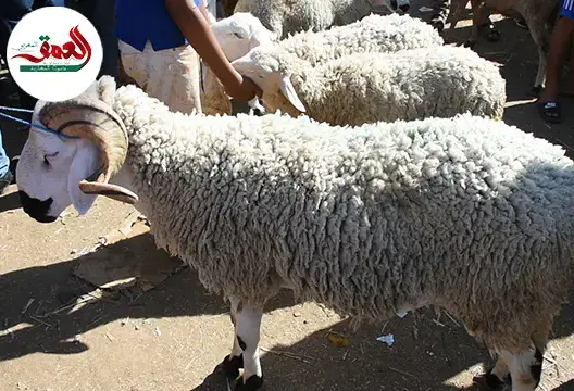 لهيب أسعار الأضاحي في آخر يوم بسوق بنسودة بفاس