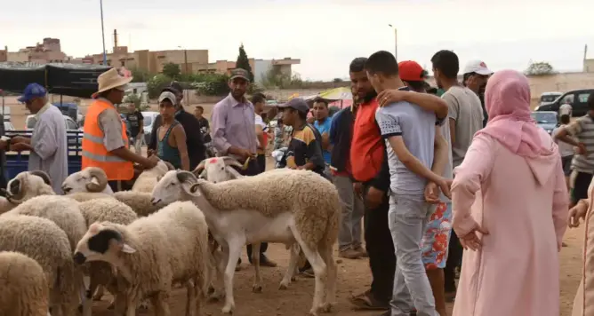 “معيدوش لولادهم”.. أزمة ارتفاع أسعار الأضاحي تفسد فرحة المطلقات بالعيد