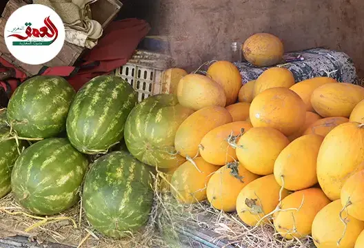 عامل طاطا يصدر قرارا بحظر زراعة البطيخ بجميع أنواعه خارج الواحات