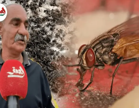 الذباب ينغص عيش أسر ضواحي أزمور