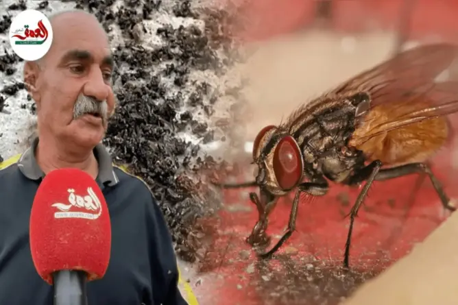 الذباب ينغص عيش أسر ضواحي أزمور