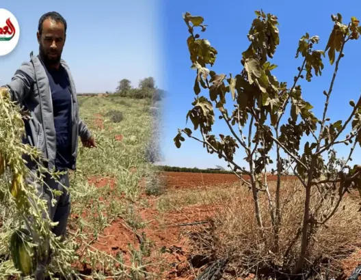 دكالة.. تعليق رخص السقي يهدد المحاصيل الزراعية بالضياع