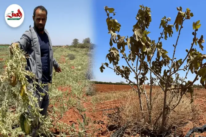 دكالة.. تعليق رخص السقي يهدد المحاصيل الزراعية بالضياع