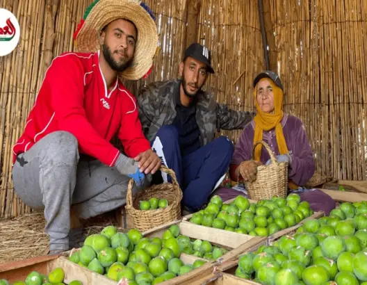 موسم جني الباكور إرث يستهوي أبناء دكالة لقضاء عطلة الصيف بمسقط رأسهم