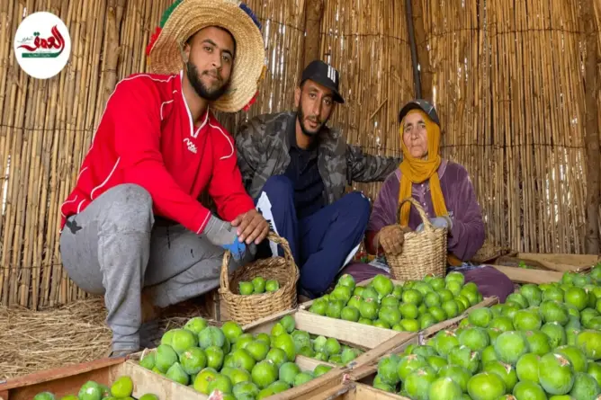 موسم جني الباكور إرث يستهوي أبناء دكالة لقضاء عطلة الصيف بمسقط رأسهم