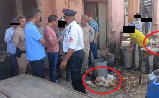 “دجاج فاسد” يستنفر سلطات دمنات..وحماية المستهلك تهدد باللجوء إلى القضاء