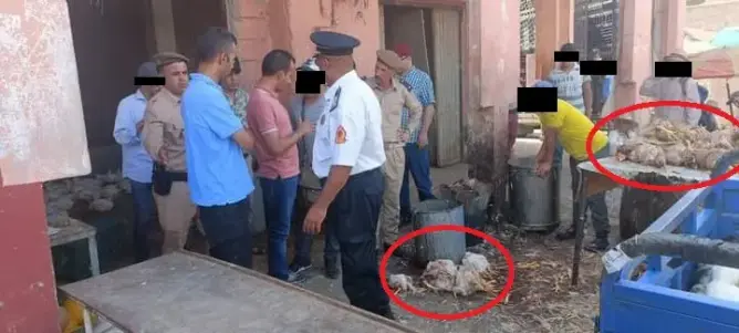 “دجاج فاسد” يستنفر سلطات دمنات..وحماية المستهلك تهدد باللجوء إلى القضاء