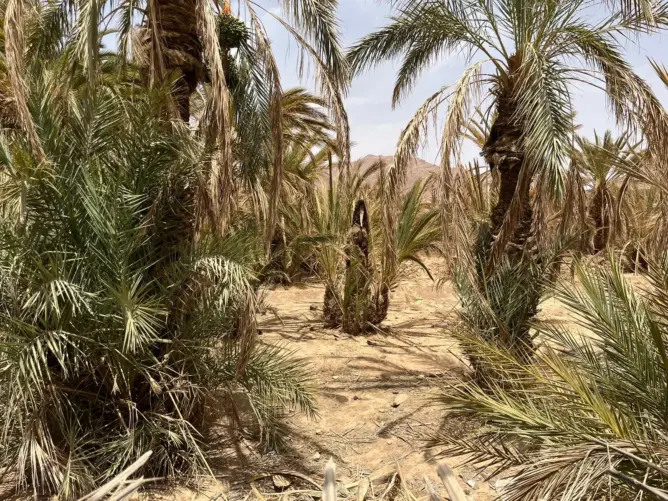 سلسلة النخيل المثمر تحقق قيمة مضافة تتجاوز 3 ملايير درهم وتوفر 3.4 ملايين يوم عمل