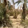سلسلة النخيل المثمر تحقق قيمة مضافة تتجاوز 3 ملايير درهم وتوفر 3.4 ملايين يوم عمل