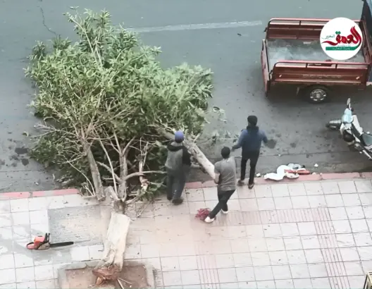 مجهولون يقتلعون أشجارا بمراكش ومرصد يدعو للتحقيق