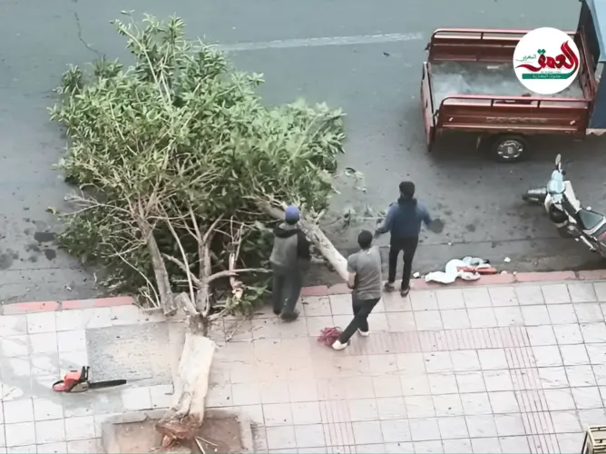 مجهولون يقتلعون أشجارا بمراكش ومرصد يدعو للتحقيق