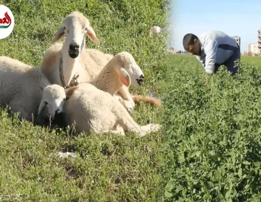 زراعة الفصة تقاوم الجفاف بدكالة