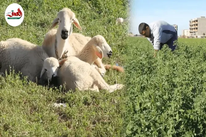 زراعة الفصة تقاوم الجفاف بدكالة