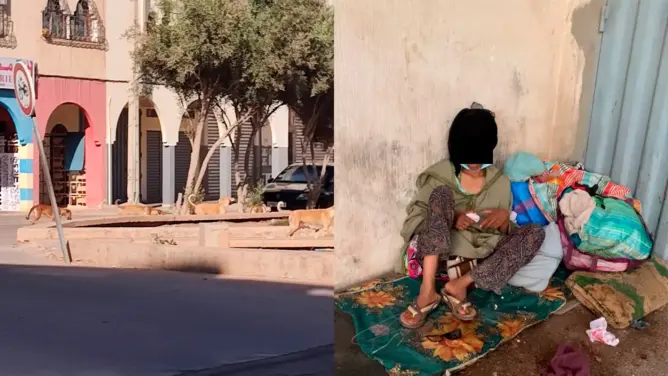المشردون والكلاب الضالة يثيران مخاوف سكان بأكادير ومطالب بتدخل حازم