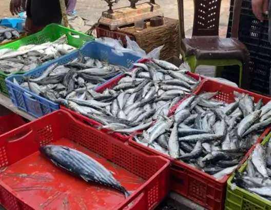 تجاوز 25 درهما .. السردين يفقد لقب “سمك الفقراء” وباعة يشكون التلاعب بالأسعار (فيديو)