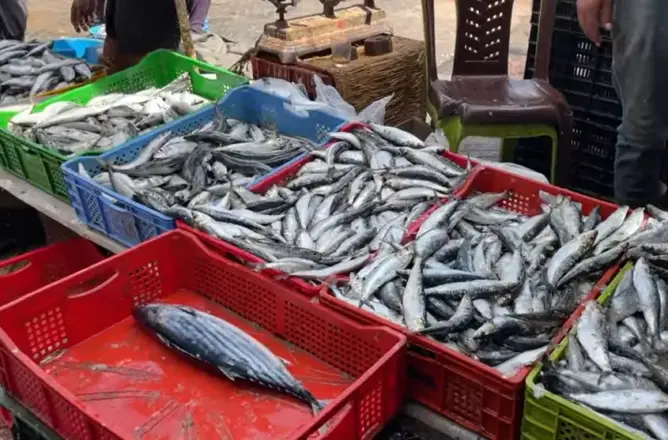 تجاوز 25 درهما .. السردين يفقد لقب “سمك الفقراء” وباعة يشكون التلاعب بالأسعار (فيديو)