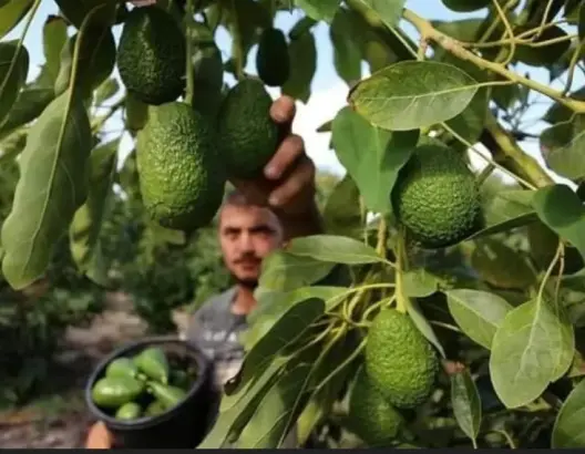 توقعات بزيادة إنتاج الأفوكادو المغربي إلى 90 ألف طن رغم الإجهاد المائي