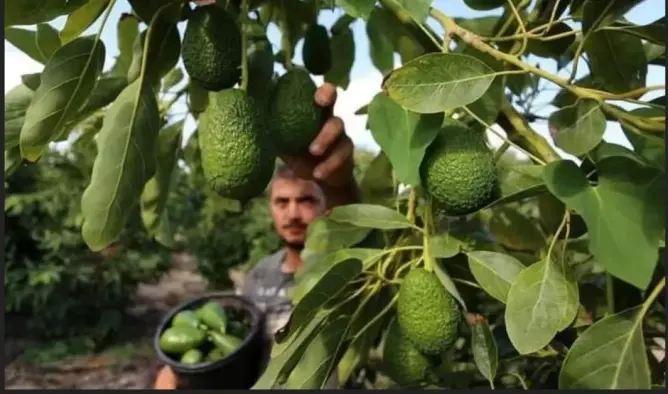 توقعات بزيادة إنتاج الأفوكادو المغربي إلى 90 ألف طن رغم الإجهاد المائي