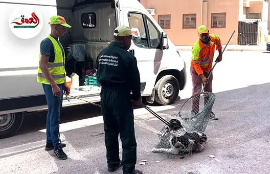 حجز 15 ألف حيوان في سنة واحدة بمراكش