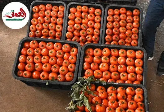 وفرة الطماطم تكبد التجار خسائر كبيرة