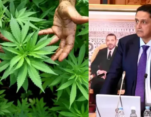 مورو: العفو الملكي على مزارعي “الكيف” سيساهم في تحقيق التنمية المستدامة بجهة الشمال