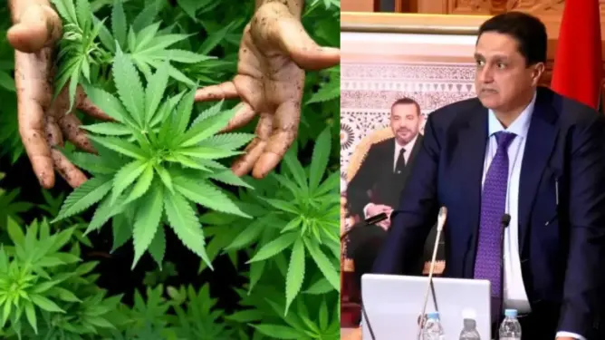 مورو: العفو الملكي على مزارعي “الكيف” سيساهم في تحقيق التنمية المستدامة بجهة الشمال