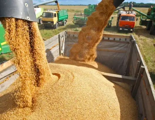 الجفاف يرفع واردات المغرب من القمح الروسي لأكثر من 700 ألف طن