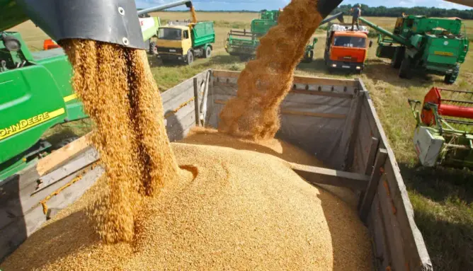 الجفاف يرفع واردات المغرب من القمح الروسي لأكثر من 700 ألف طن