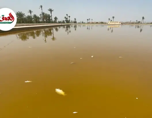 العمق المغربي,المغرب,أخبار المغرب,العمق,مراكش,أسماك المنارة,نفوق أسماك صهريج المنارة,المنارة,كارثة بيئية