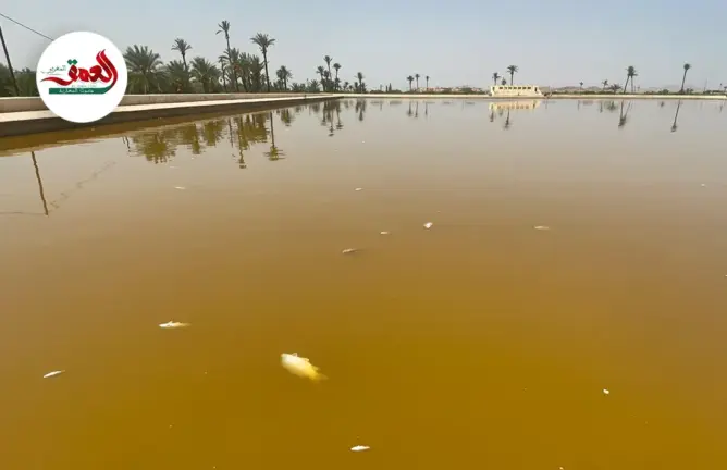 العمق المغربي,المغرب,أخبار المغرب,العمق,مراكش,أسماك المنارة,نفوق أسماك صهريج المنارة,المنارة,كارثة بيئية