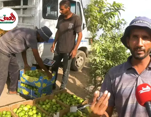 رغم القصف.. مزارعو غزة يحصدون الجوافة