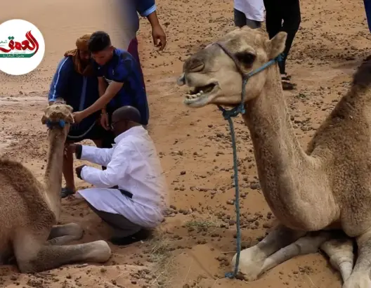 مرض مجهول يصيب الإبل بمحاميد الغزلان