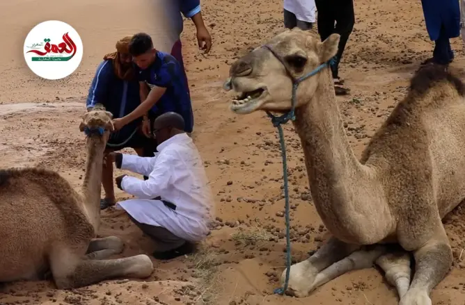 مرض مجهول يصيب الإبل بمحاميد الغزلان