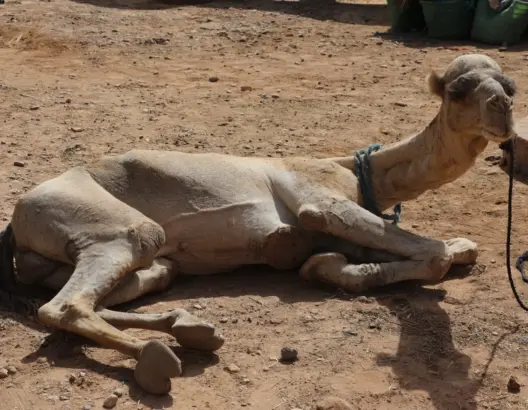 مرض غامض يصيب رؤوس الإبل بزاكورة والكسابة يطالبون بالتدخل لإنقاذها (فيديو)