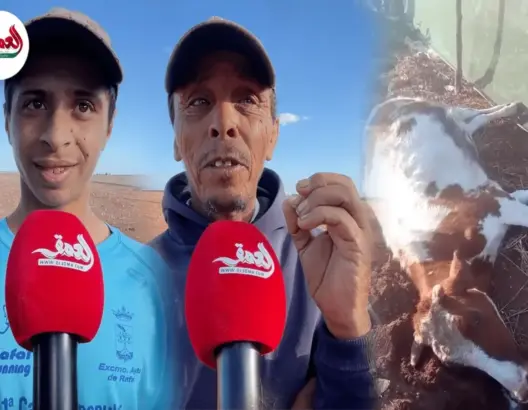 واقعة البقرة المقــ.ــتولة بالجديدة