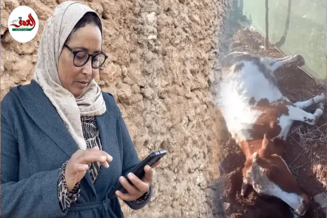 مع مُصوِّرة “البقرة المقتولة” بالجديدة
