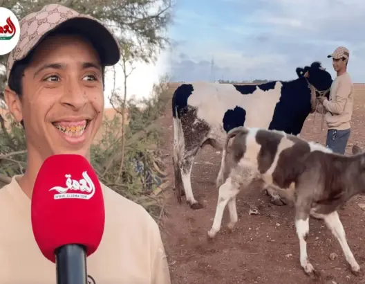 “أزمة البقرة المقتولة” بالجديدة تنتهي بالصلح