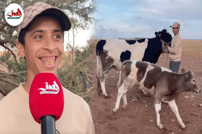 “أزمة البقرة المقتولة” بالجديدة تنتهي بالصلح