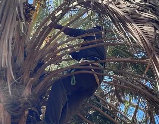 ظهور حشرات فوق عراجين التمور بواحات زاكورة يثير مخاوف الفلاحين