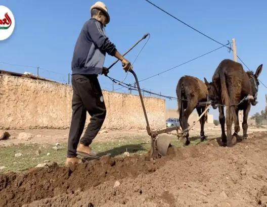 حرث الأرض بالطريقة التقليدية