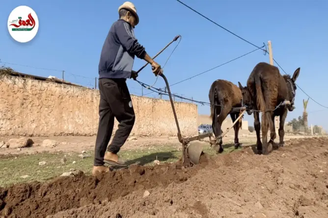 حرث الأرض بالطريقة التقليدية