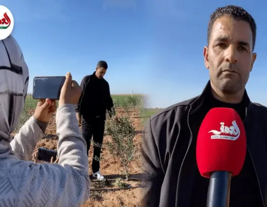 تجربة فريدة.. زوجان من سيدي بنور يغامران بزراعة زيتون الأربكوين