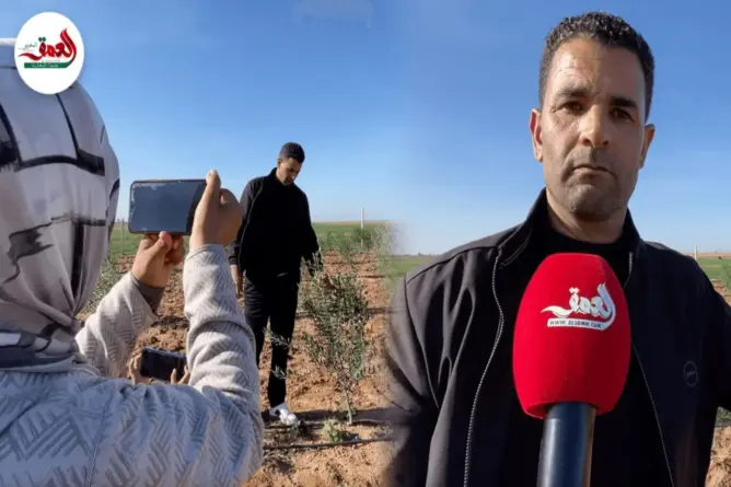 تجربة فريدة.. زوجان من سيدي بنور يغامران بزراعة زيتون الأربكوين