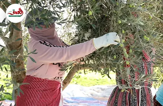 “المثمر” يضاعف إنتاجية ضيعات الزيتون